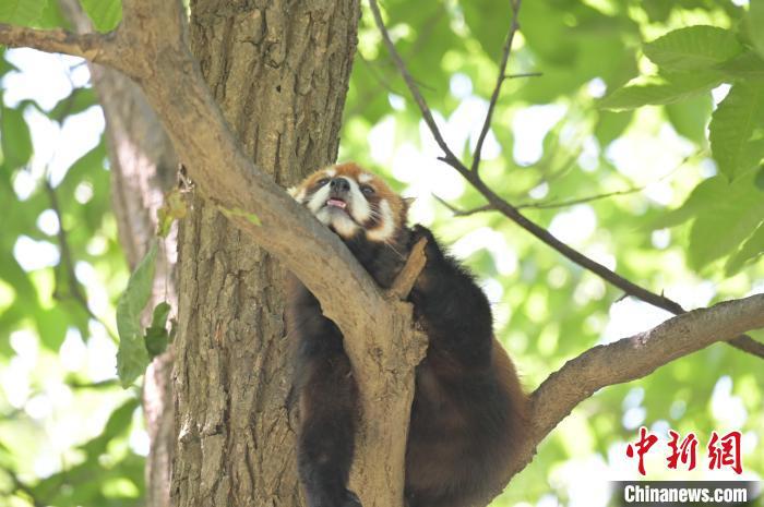 西安秦嶺野生動物園里的小熊貓?！∥靼睬貛X野生動物園供圖